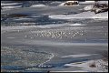 _5SB8652 gulls on ice